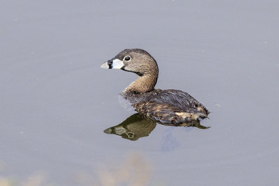 Pied-billed Grebe