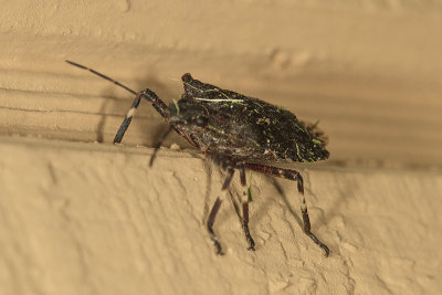 Rough Stinkbug (Brochymena affinis)