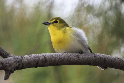 Yellow-Throated Vireo