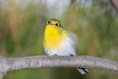 Yellow-Throated Vireo