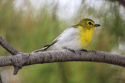 Yellow-Throated Vireo