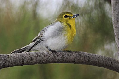 Yellow-Throated Vireo