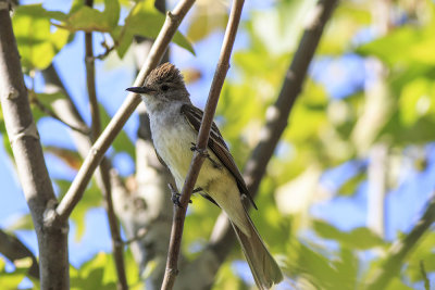 Ash-throated Flycatcher