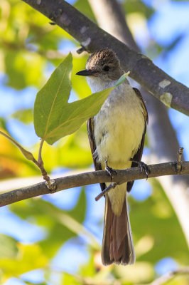 Ash-throated Flycatcher