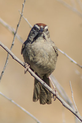 Rufous-crowned Sparrow