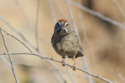 Rufous-crowned Sparrow