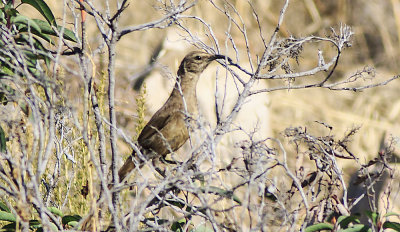 California Thrasher