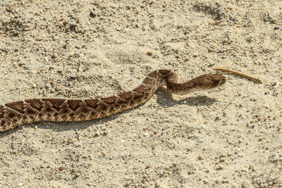 Red Diamond Rattlesnake ( Crotalus ruber)