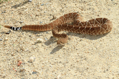 Red Diamond Rattlesnake ( Crotalus ruber)