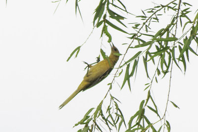 Hooded Oriole