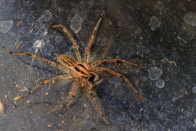 Grass Spider (Agelenopsis spp)