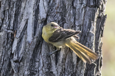 Hooded Oriole