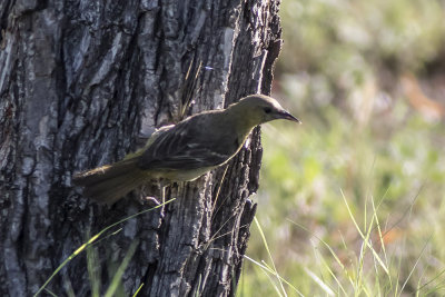 Hooded Oriole