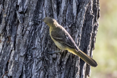 Hooded Oriole