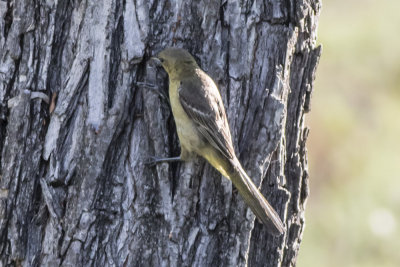Hooded Oriole