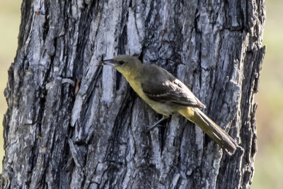 Hooded Oriole