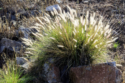 African Fountaingrass (Pennisetum setaceum)