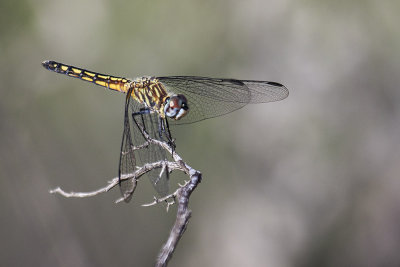 Blue Dasher (Pachydiplax longipennis)