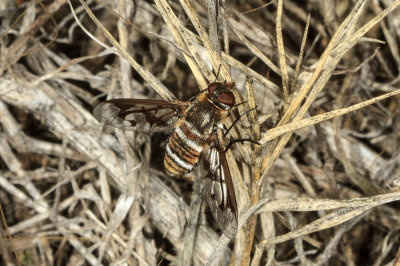 Bee Fly  (Exoprosopa doris)