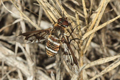 Bee Fly (Exoprosopa doris)