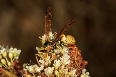 Potter Wasp  (Eumenes bollii)