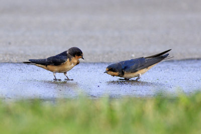 Barn Swallow