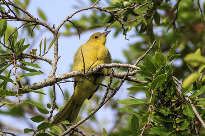 Orchard Oriole