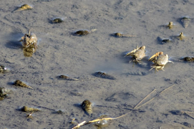 Fiddler Crabs (Unca crenulata)