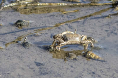 Fiddler Crabs (Unca crenulata)