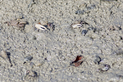 Fiddler Crabs (Unca crenulata)