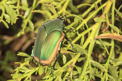 Green Fruit Beetle ( Cotinis mutabilis)