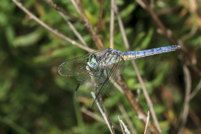 Western Pondhawk (Erythemis collocata)