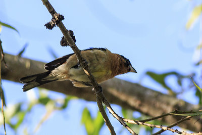 Black-headed Grosbeak