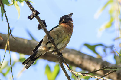 Black-headed Grosbeak