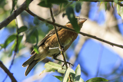 Black-headed Grosbeak