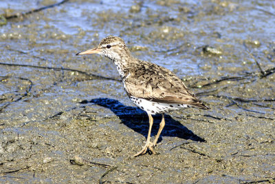 Spotted Sandpiper