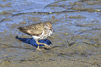Spotted Sandpiper