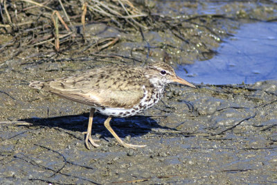 Spotted Sandpiper