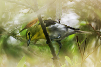 Yellow-throated Vireo