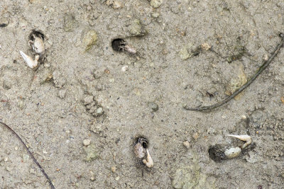 Fiddler Crabs (Unca crenulata)