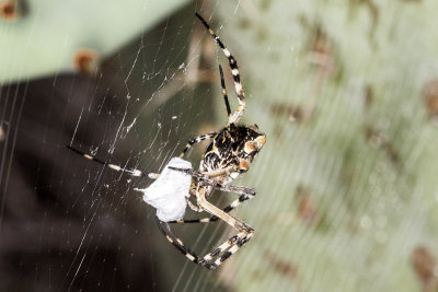 Silver Argiope (Argiope argentata)