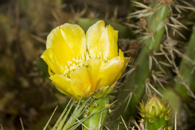 Coast Prickley Pear  (Opuntia littoralis)