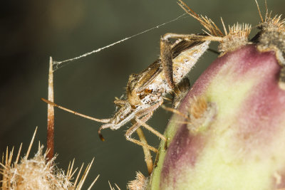 Cactus Bug (Narnia femorata )