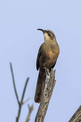 California Thrasher