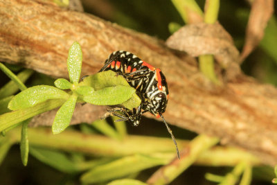 Harlequin bug  (Murgantia histrionica)