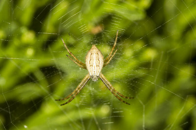 Orb Weaving Spider