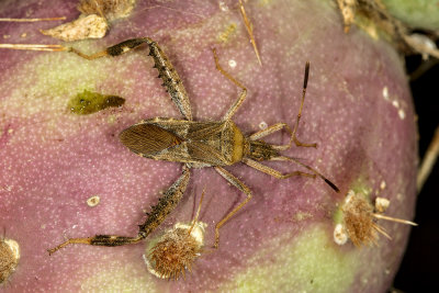 Cactus Bug (Narnia femorata)