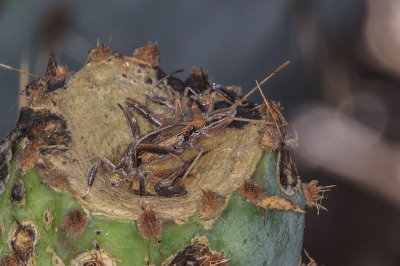 Cactus Bug (Narnia femorata)