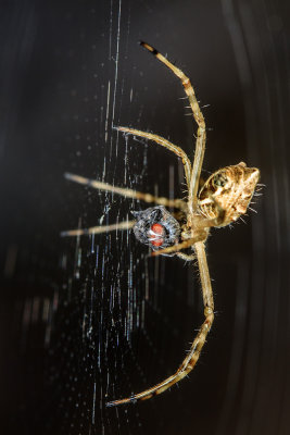 Silver Argiope (Argiope argentata)