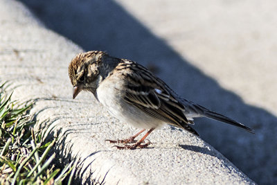 Chipping Sparrow